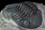 Pedinopariops Trilobite - Mrakib, Morocco #88197-1